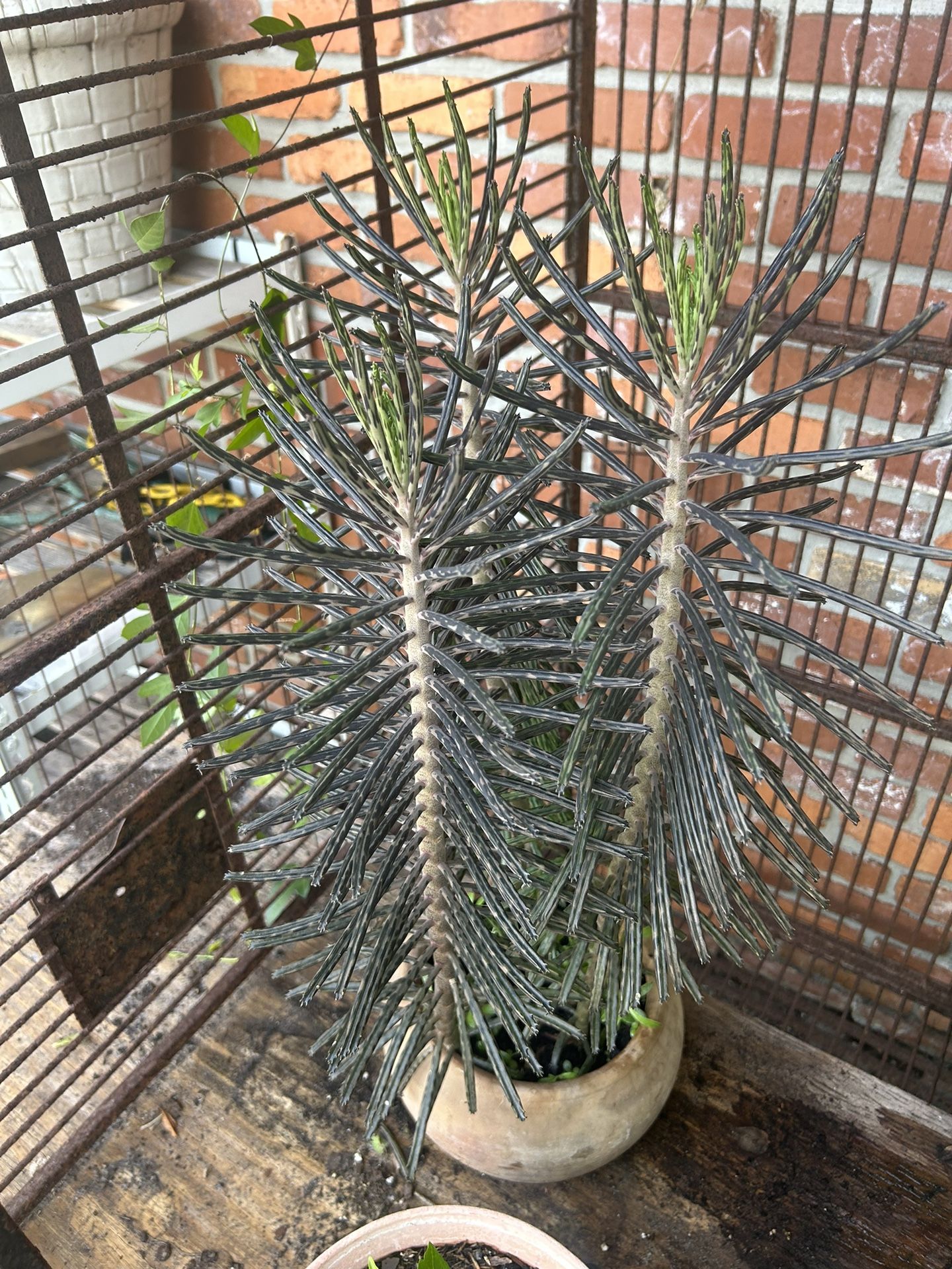 MOTHER OF A MILLION SUCCULENTS