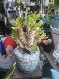 Imported cactus