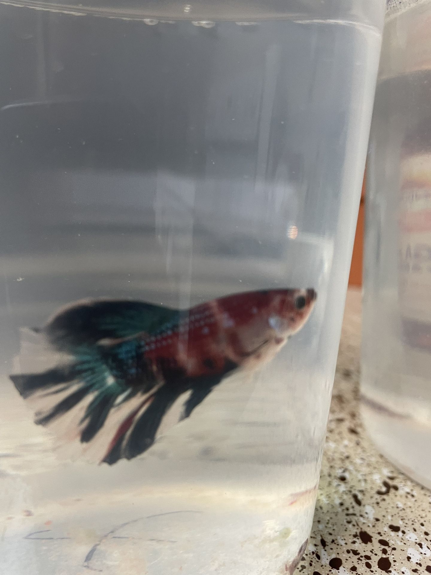 Betta Male