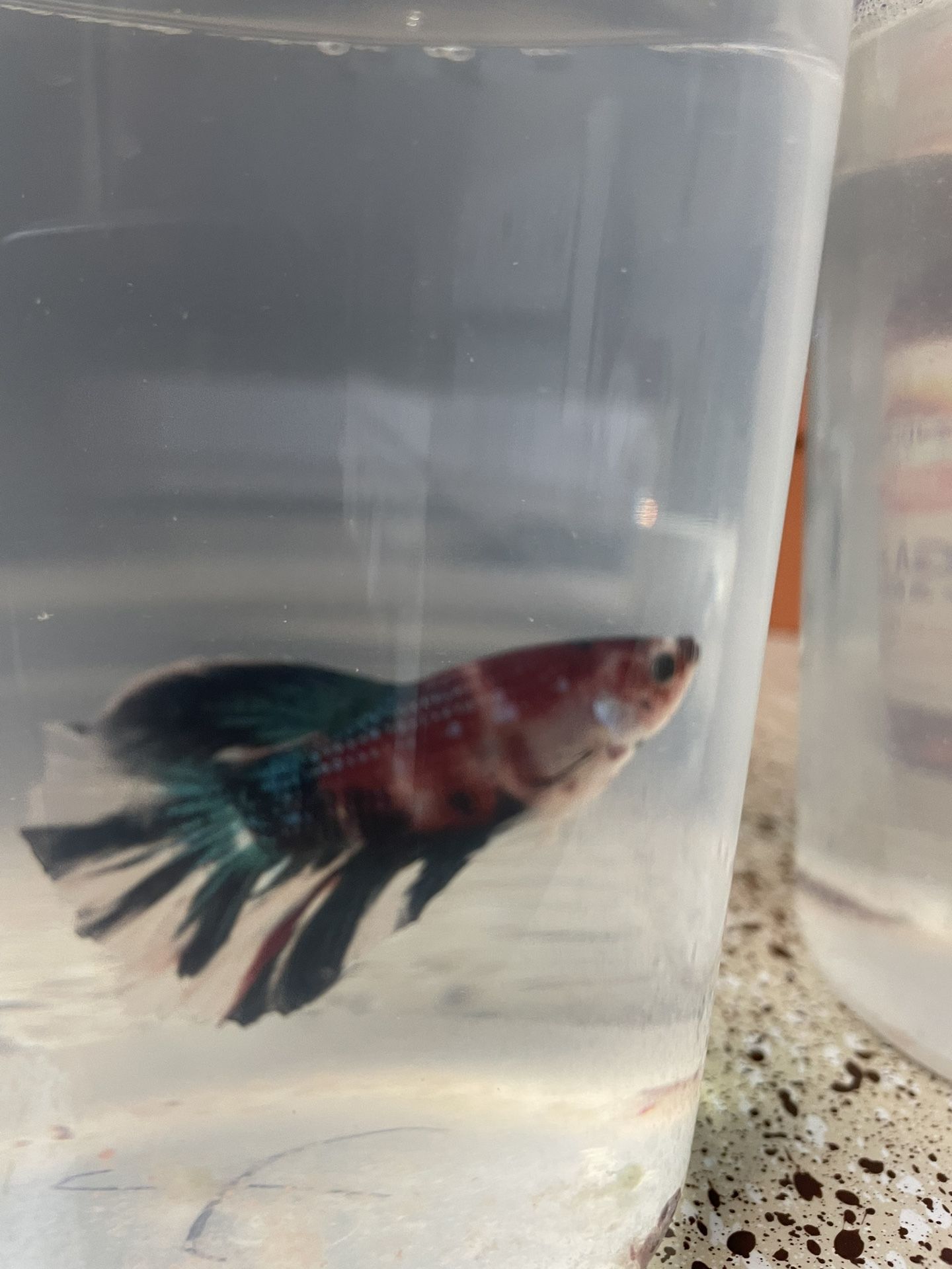 Betta Male 