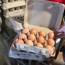 Eggs 