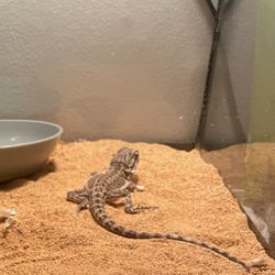 Tank Light And Enclosure Items