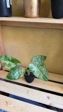 Alocasia Batik Variegated