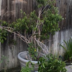 Small Potted Tree 