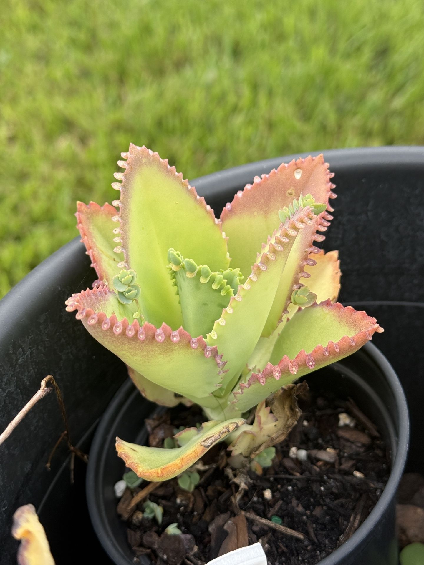 Succulents