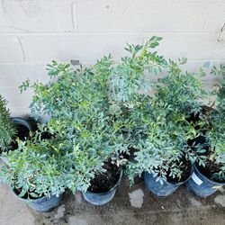 RUDE PLANTS READY FOR TRASPLANTER PLANTA DE RUDA MEDICINAL GRANDE PLANTA 