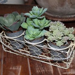 NEW Chippy Chicken Wire Farmhouse Caddie Basket with Potted Succulents