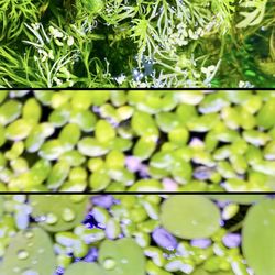 Aquarium Plant Pack 