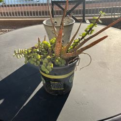 succulents / jade and aloe plant / elephant food plant