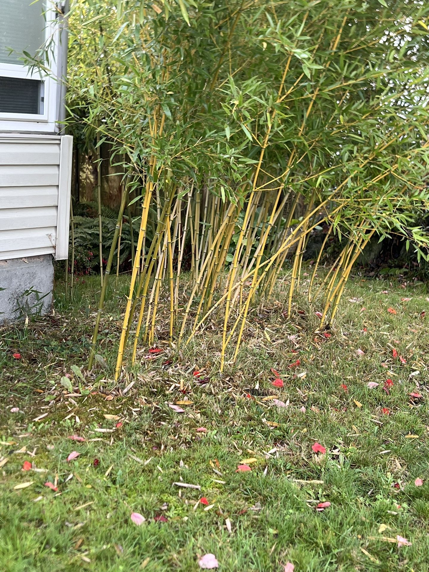 Free Nice Bamboo Plant 