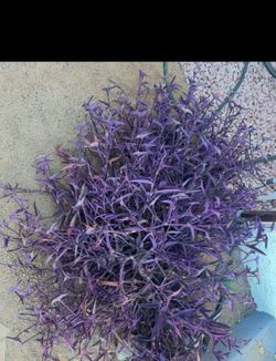 Purple Hearts & Green Chalk Sticks Succulents