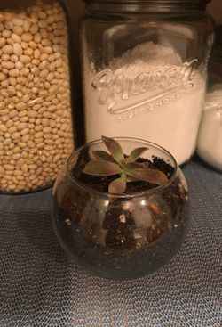 Succulent arrangements