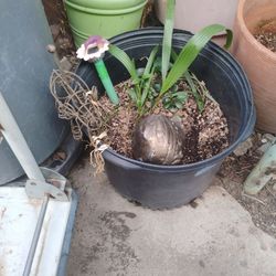 Plant $5 cash only firm price local pickup fcfs
