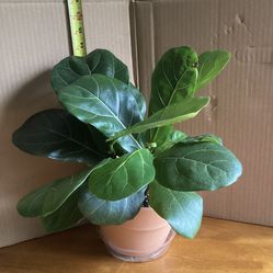 Fiddle Leaf Fig Houseplant In TERRACOTTA