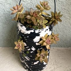 Graptopetalum Bronze Plant 