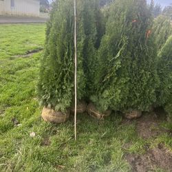 Arborvitae 6 Ft $30 each 