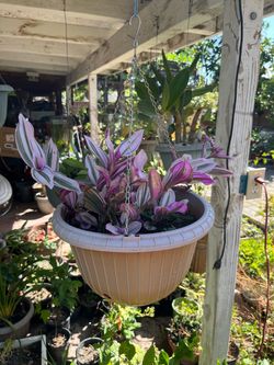 Beautiful Purple Dayflower Spiderwort Blooming Flowers In Hanging Pot❤️