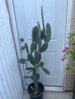 Prickly Pear Cactus