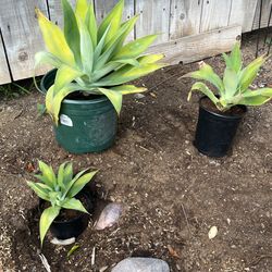 Agave Foxtail