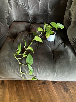 Golden Pothos Live Plant in Small Blue La Fermière Jar pot