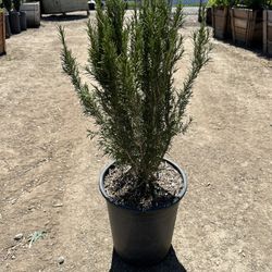 Rosemary Bush