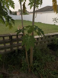 Papaya Tree