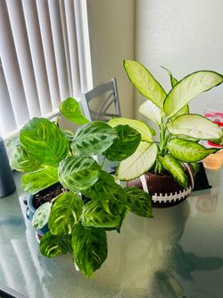 Plants for sale 20 each