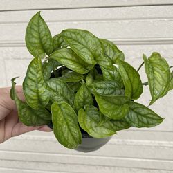 Monstera Siltipecana plant