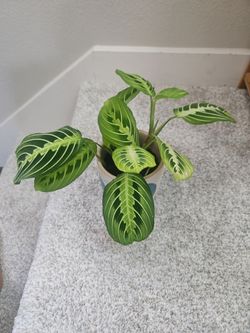 Lot of Houseplants