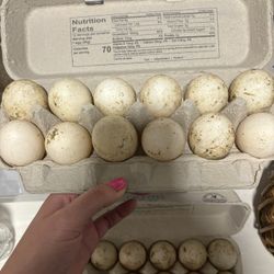 Duck Eggs 