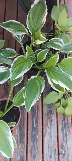 Hosta