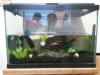 Fishtank with Woden stand