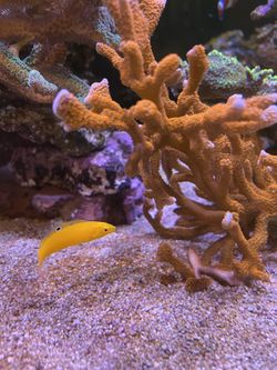 Aquarium Decorations