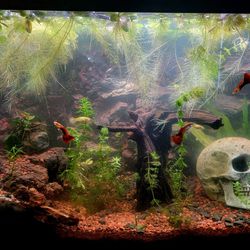 Aquarium Betta Dream Home 