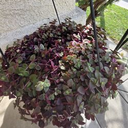 💖🌸Calico Kitten Crassula 💚🌿