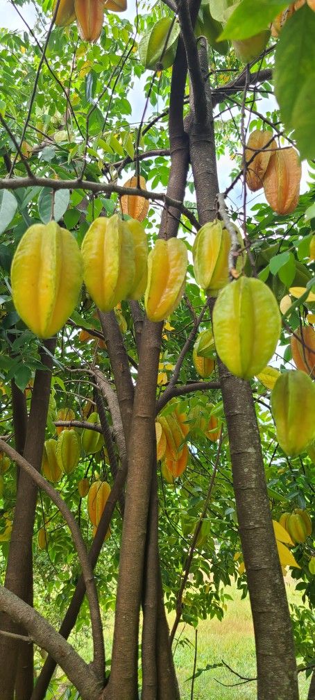 Star Fruit/ Five Fingers 