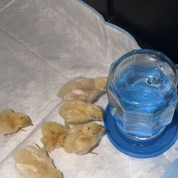 Chick-Safe Waterer 🐥💧 (3D Printed)