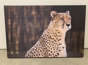 Cheetah Canvas Print 24x36