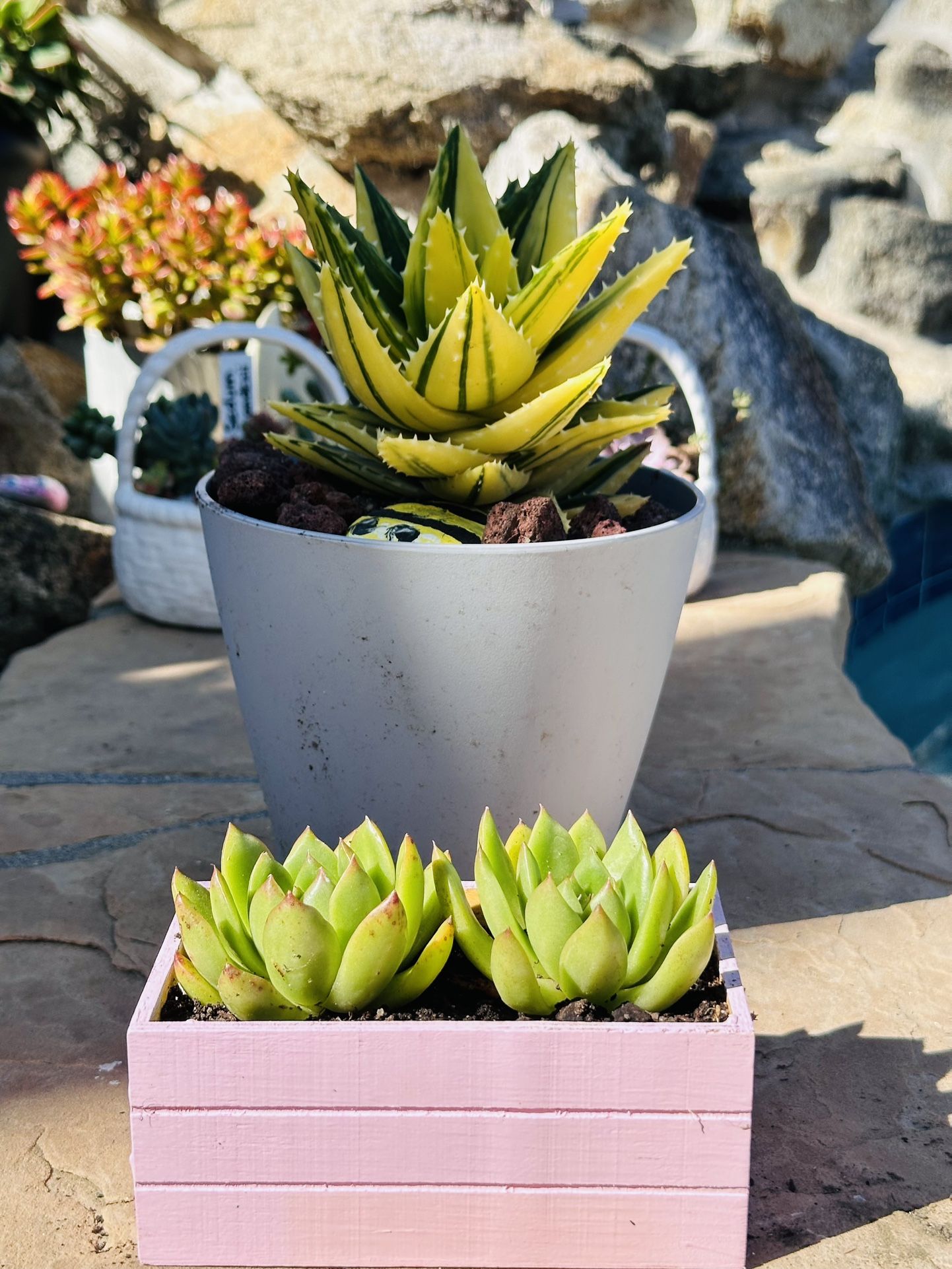 Stonemoon Succulents 