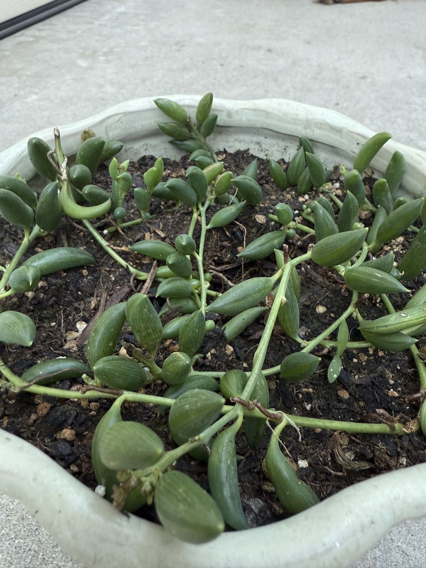 String of Bananas In A Nice Ceramic Pot $13