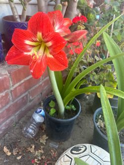 Amirilis amaryllis red