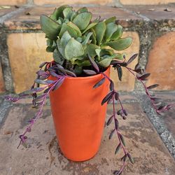 Beautiful Bright Potted SUCCULANT PLANTS