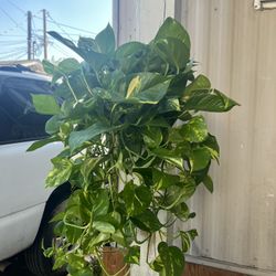 Pothos Plants