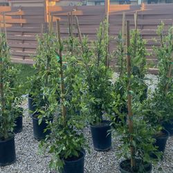Ficus Trees 