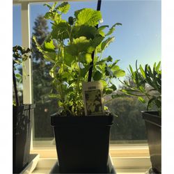 Lemon Balm Plant