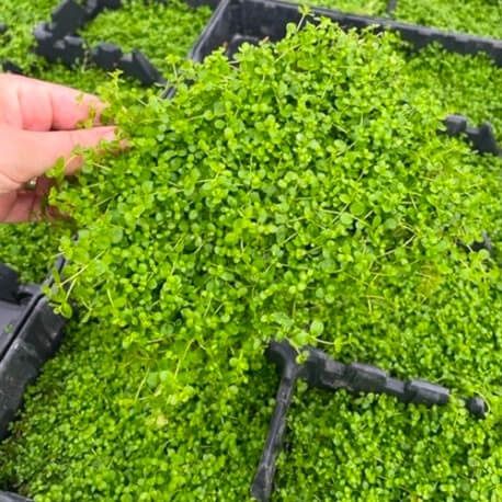 Aquarium/Terrarium Plant: Micranthemum ‘Monte Carlo’