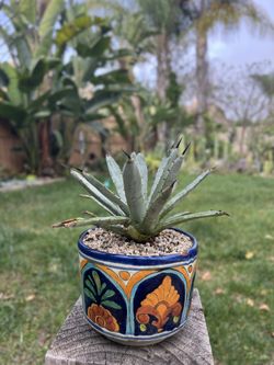 Blue Agave