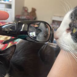 Maui Jim Sunglasses 
