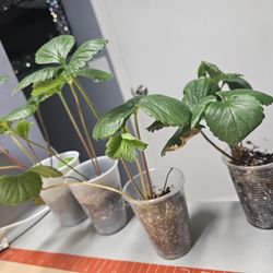 4 Albion Strawberries For Indoor Growing In Soil Or Hydroponics 