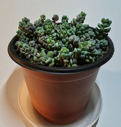 Sedum Minor Plant